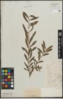 Foto von Salix purpurea L.